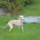 퍼피 켄넬 이미지