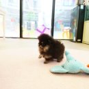 도그라이프 대구강아지분양 | 대구강아지분양 기록과 관리 방식에서 느낀 신뢰