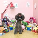 펫뷰티샵 페이보릿 이미지