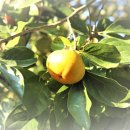 담양클로버 이미지