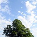 임천 가림성 느티나무 이미지