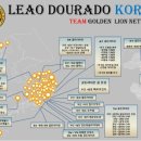 팀라이온 이미지