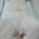 포포동물병원 이미지