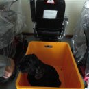 광양전동차 이미지