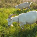 기와집보신탕 이미지