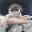 광주 고양이가정분양 비비냥 이미지