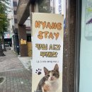 다시오다스테이 | 광주 첨단 보호묘 고양이 카페 “첨단 냥스테이” 에서 개냥이들을 만나고 오다 🐈🐈‍⬛