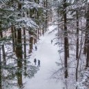 2월17일[토] 영롱한 눈꽃 겨울이여서 찬란한 숲길 월정사 전나무 숲 이미지