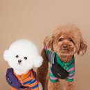 코디애견샵 이미지