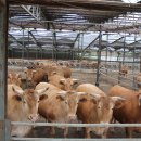 재두네 한우농장 이미지