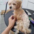 댕댕이모 이미지