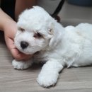 껌딱지펫 이미지