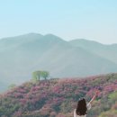 제32회 여수영취산진달래축제 이미지