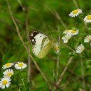 노랑나비 이미지