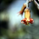 도립화목원 이미지