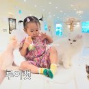 카페루이 - 광명시 광화로 18 | 아기와 함께 다녀온 울산 삼산동 고양이 카페, '루이캣' 후기!