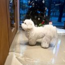 수그루밍 | 상인동애견미용실 믿고 맡긴 그루밍쇼타임 방문 후기