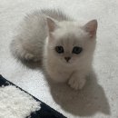 나비야 cat 네이버블로그