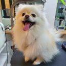 우리애견(멍멍이이발소) 이미지