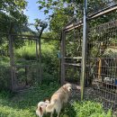 퍼피게스트하우스 이미지