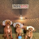 아이몽 애견 유치원 이미지