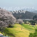 나라약국 | 청주 상당산성 벚꽃 실시간 피크닉 등산까지