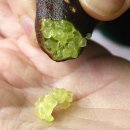 보라색라임 이미지