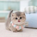 고양이를 사랑하는 남자 | 분양 전 필독! 🐾 묘종별 성격부터 분양가 정보까지, 고양이를 사랑하는 남자 고사남에서 알려드립니다~!!