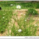 쑥부쟁이 이미지