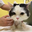 뚱보 고양이 | 인천청천동 고양이 미용전문샵 뚱보고양이 후기!