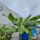 (주)바나나10