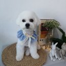 다이아몬독 이미지