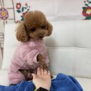 어썸 강아지 호텔 & 목욕 이미지