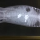 애경동물병원 이미지