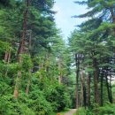 푸른식물병원 이미지