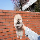 럽댕 강아지분양 이미지