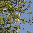 바오밥나무 이미지