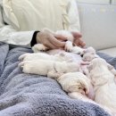 모델독켄넬 이미지