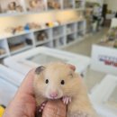 패러그린샵 명지점 이미지