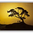 꽃지가는길 이미지