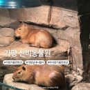 가평 신비동물원 솔직후기 아이와 실내 나들이 완전 추천 카피바라 거북이 먹이체험하기