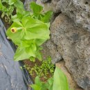 불란지스테이 이미지