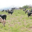 송영신목장 이미지