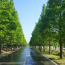 야생화단지내 이미지