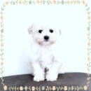 강아지맛집 이미지