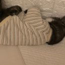 겨울나는나비 동물병원 | 길고양이 입양, 고양이 중성화, 사천동물병원 추천 [겨울나는나비]