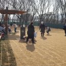 장자호수공원(반려견놀이터) 이미지