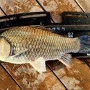 내곡낚시터 이미지