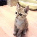 하이펫동물병원 이미지