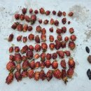 동해-단속-25 이미지